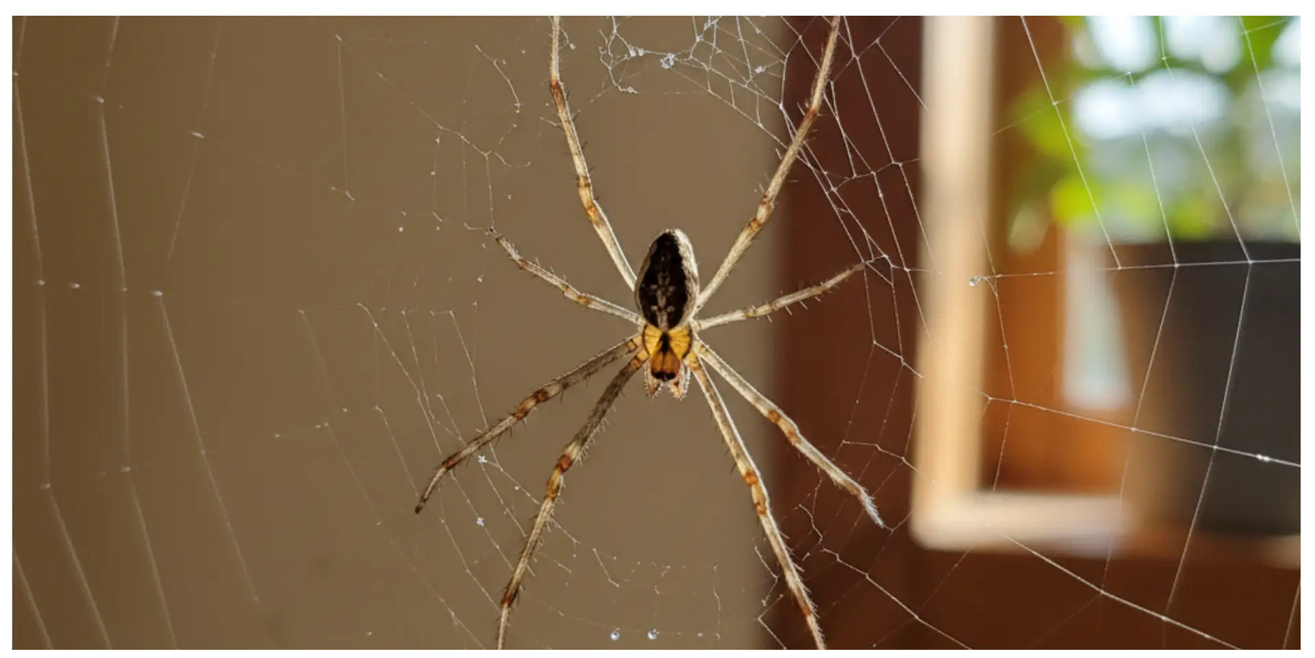 Spider in a web, highlighting pest issues relevant to spider control services in East Texas, including harmful species like black widows and brown recluse.