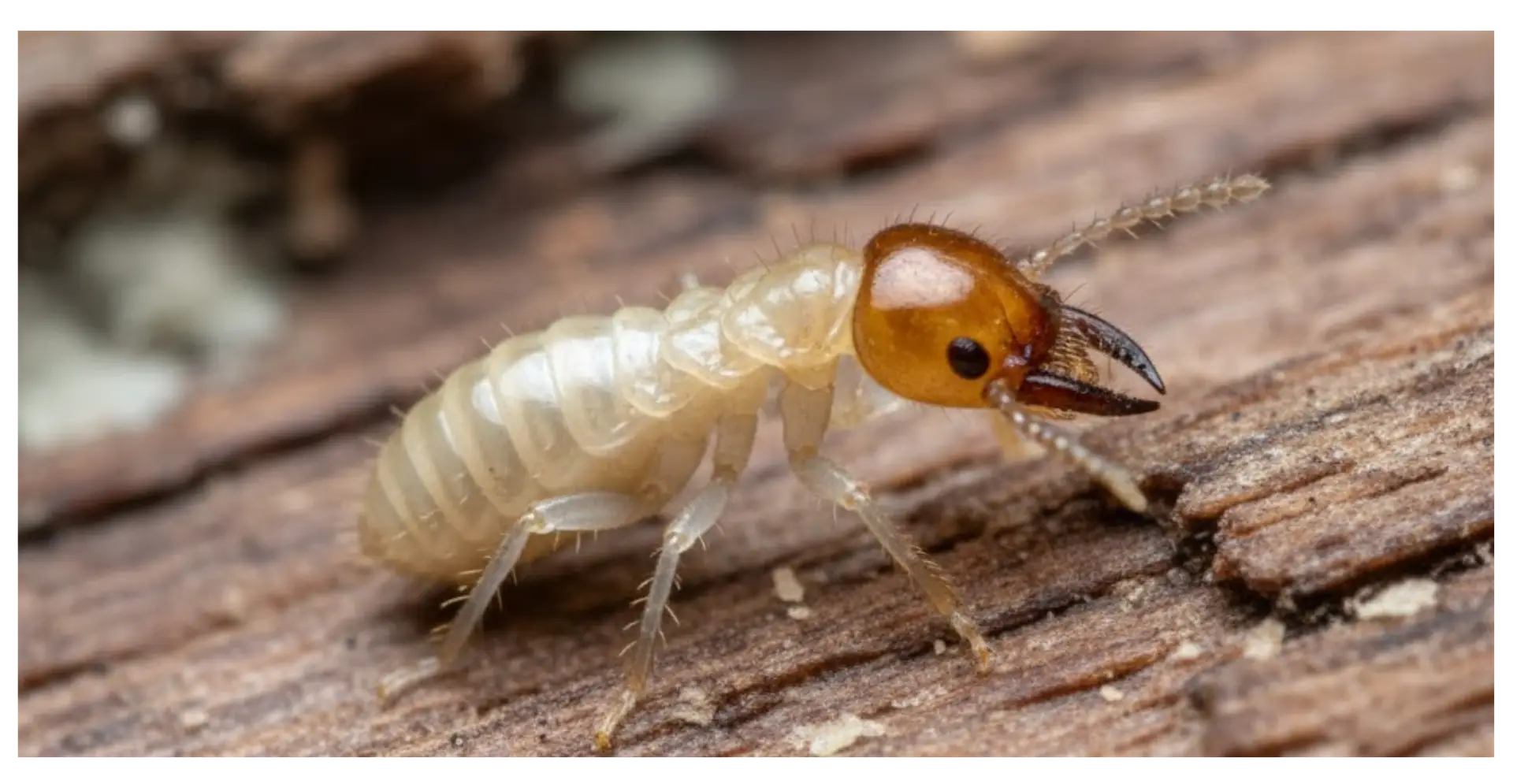 Close-up of a termite on wood, highlighting its translucent body and distinctive brown head, emphasizing the pest's potential to cause significant damage to homes, relevant to termite control services offered by Critter Gritter Pest Management.
