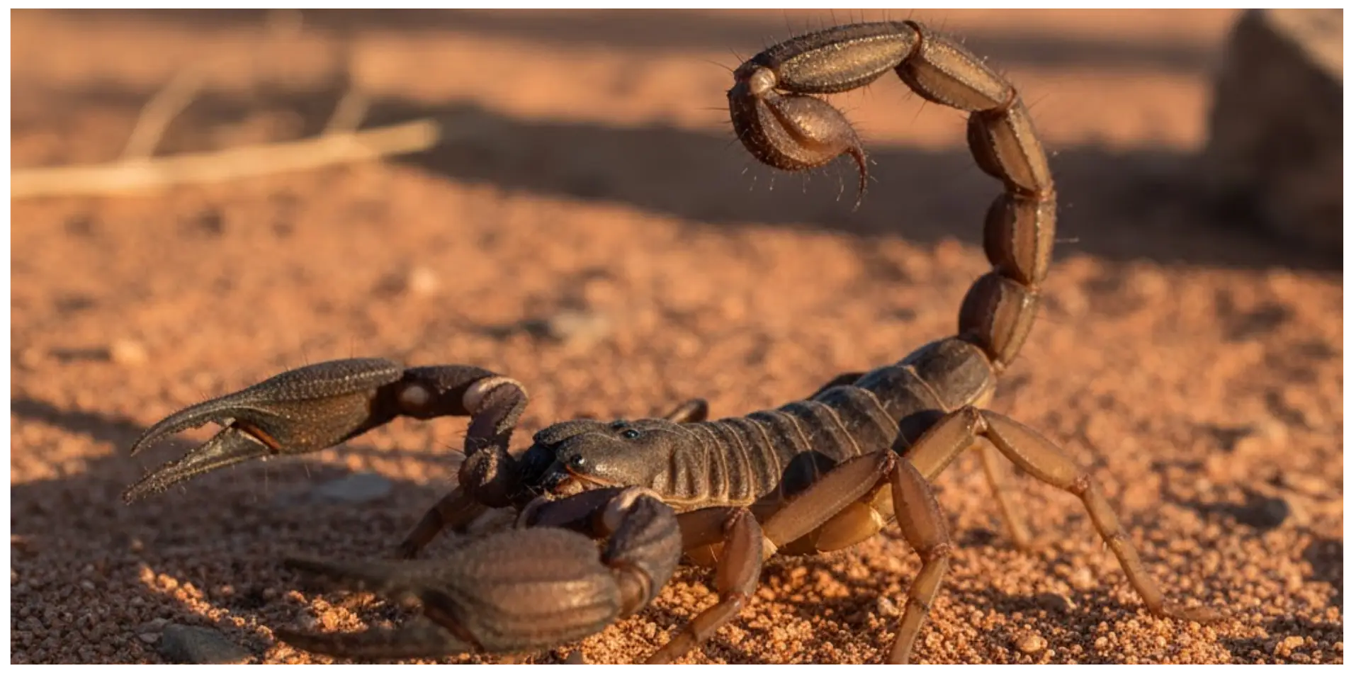 Scorpion on sandy ground, highlighting the need for specialized scorpion control services in Crockett and East Texas.
