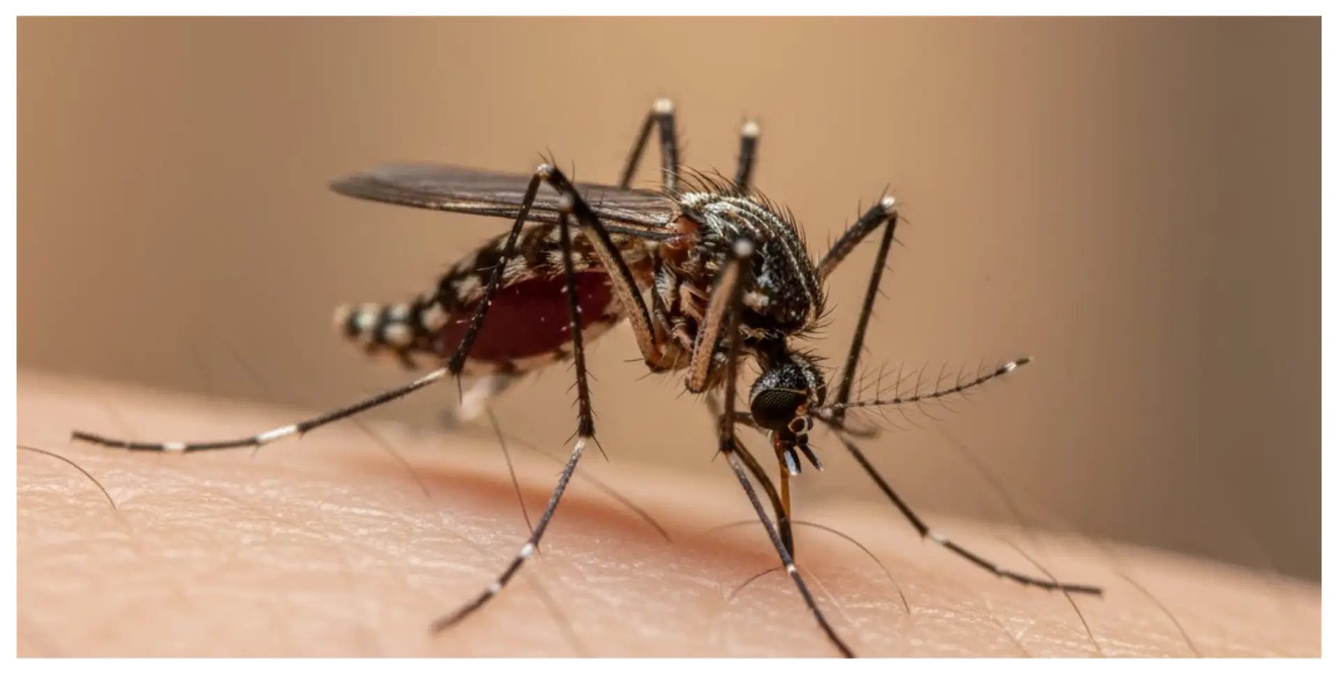 Close-up of a mosquito feeding on skin, highlighting the pest's detail and relevance to mosquito control services by Critter Gritter Pest Management in East Texas.