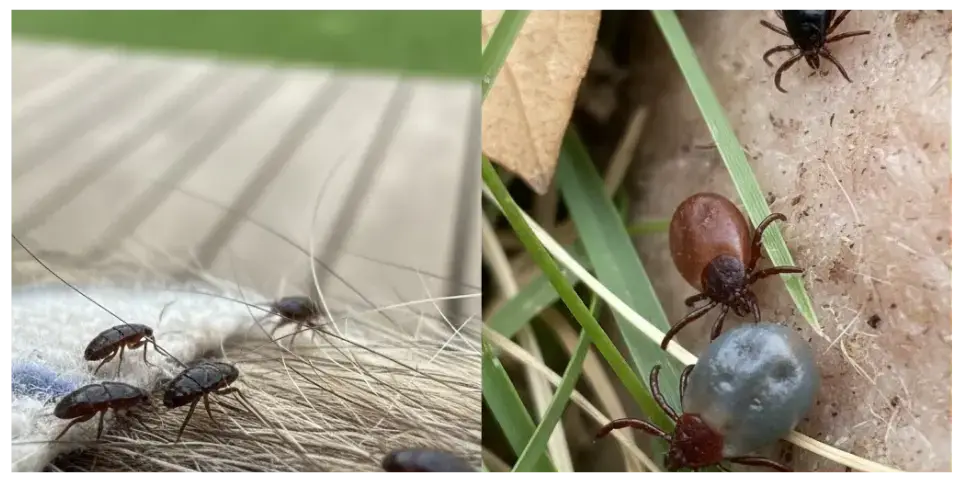 Close-up of fleas on fur and various ticks on grass, illustrating pest control challenges in yards and homes.