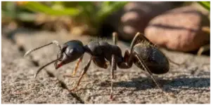 Ants on concrete surface