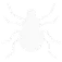 German Roach Control