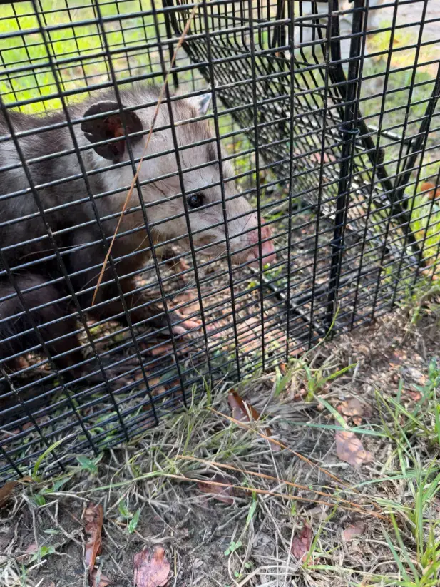 Humane Wildlife Trapping and Exclusion service