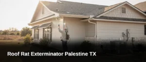 Extreme temperature swings drive roof rats into Palestine attics year-round. Palestine summers push past 95